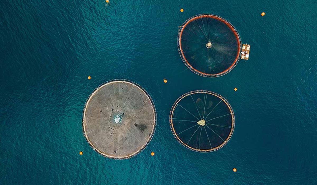Salmon Fish Farms with Floating Cages